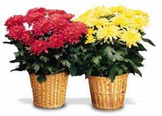 Plants FX 3802