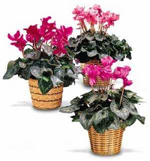 Plants FX 3803