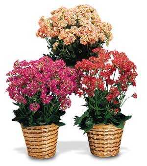 Plants FX 3804