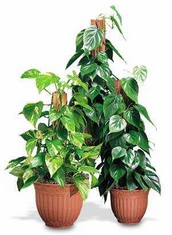 Plants FX 3805