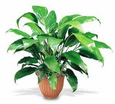 Plants FX 3806