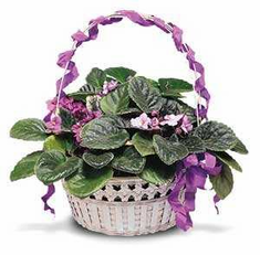 Plants FX 3807