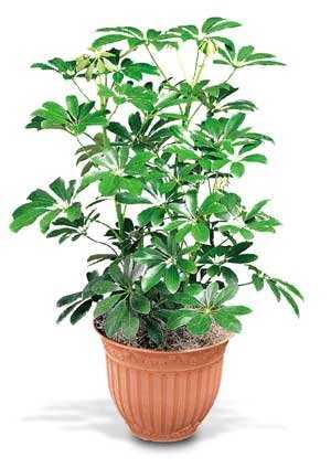 Plants FX 3808