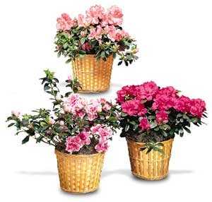 Plants FX 3809