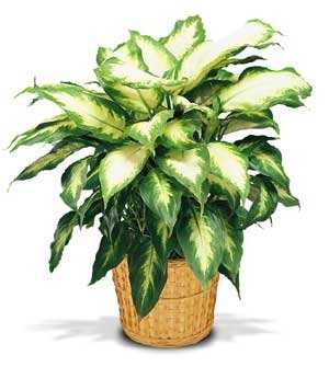 Plants FX 3811