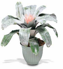 Plants FX 3812