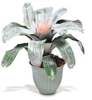 Plants FX 3812