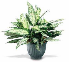 Plants FX 3813