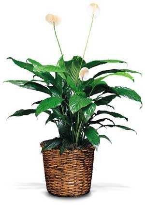 Plants FX 3814