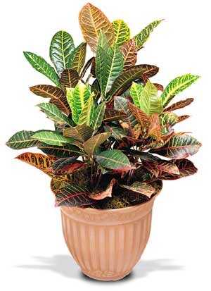Plants FX 3815