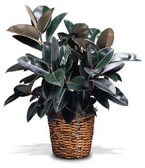 Plants FX 3816