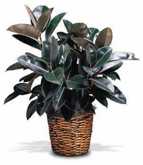 Plants FX 3816