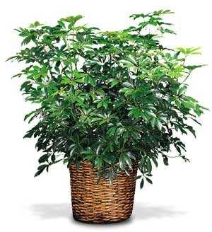 Plants FX 3817