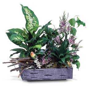Plants FX 3818