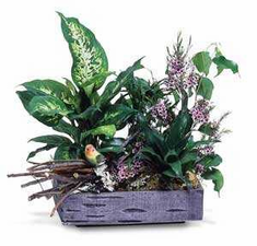 Plants FX 3818