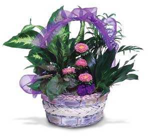 Plants FX 3819
