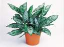Plants - T110 Series