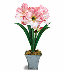 Ready to Grow Apple Blossom Amaryllis
