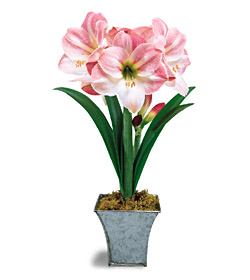 Ready to Grow Apple Blossom Amaryllis