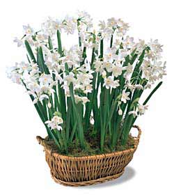 Ready to Grow Paperwhites - 10 bulbs