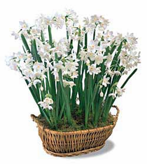 Ready to Grow Paperwhites - 10 bulbs