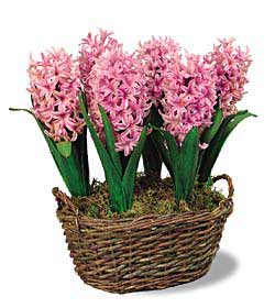 Ready to Grow Pink Hyacinths - 6 bulbs