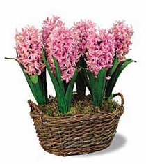 Ready to Grow Pink Hyacinths - 6 bulbs