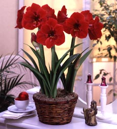 Red Amaryllis in Basket
