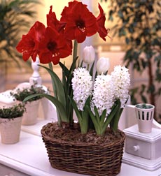 Red & White Bulb Garden