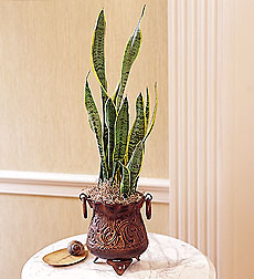 Snake Plant in Antiqued Metal Container