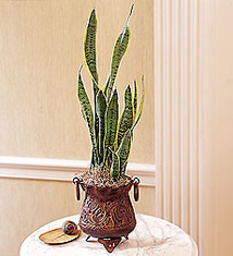 Snake Plant in Antiqued Metal Container