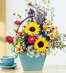 SUNFLOWER ARR