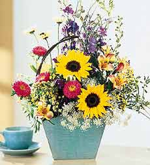 SUNFLOWER ARR