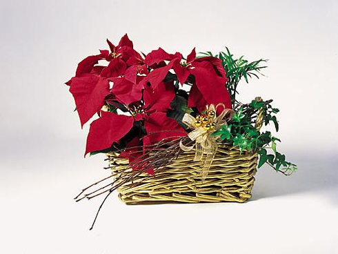 T080-01 Poinsettia Garden Basket