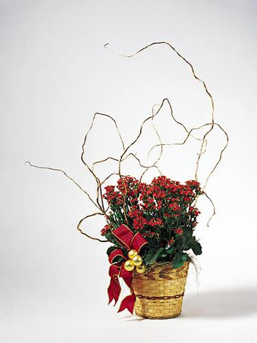 T080-02 Kalanchoe Basket