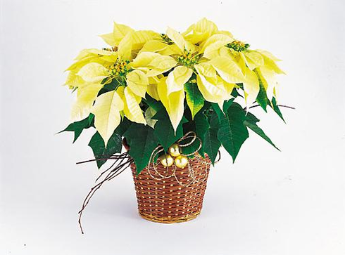 T081-04 White Poinsettia