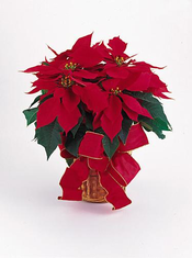 T083-05 Red Poinsettia