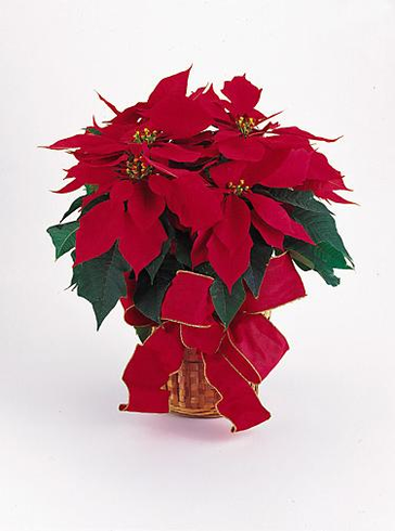 T083-05 Red Poinsettia