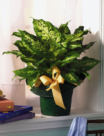 T111-01 Diffenbachia - Green Basket