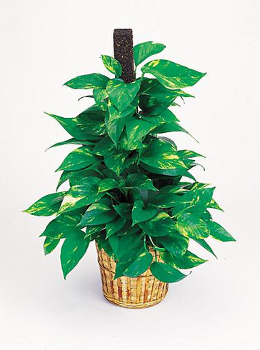 T112-04 Golden Pothos on Pole
