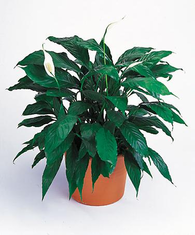 T112-07 Spathiphyllum