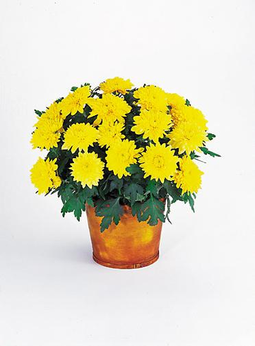 T120-02 Cushion Chrysanthemum - Gold