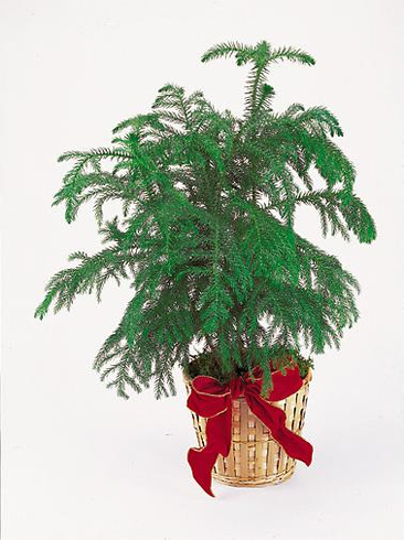 T120-09 Norfolk Island Pine