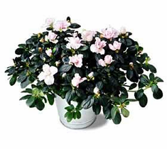 The FTD� Azalea (Lg)