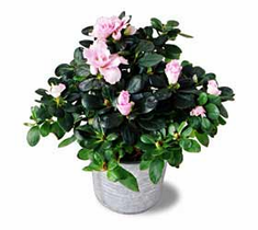 The FTD� Azalea (Sm)