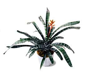 The FTD� Bromeliad Plant