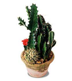 The FTD� Cactus Garden