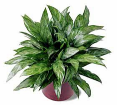The FTD� Chinese Evergreen