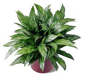 The FTD� Chinese Evergreen
