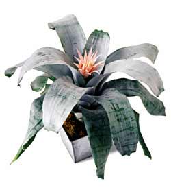 The FTD� Classic Bromeliad Plant